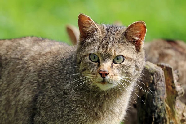 Nahaufnahme Einer Gestreiften Wildkatze Die Starrt — Stockfoto