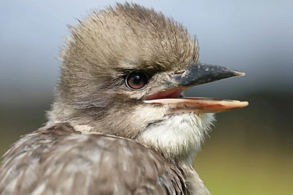 Zblízka Pohled Krásného Ptáka Kookaburra — Stock fotografie