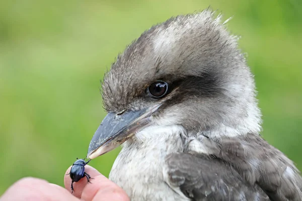 Widok Piękny Ptak Kookaburra Bliska — Zdjęcie stockowe