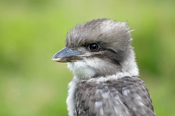Güzel Ahmak Kuş Görünümü Kapatın — Stok fotoğraf