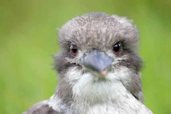 Widok Piękny Ptak Kookaburra Bliska — Zdjęcie stockowe