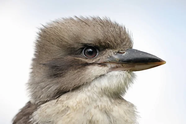 Zblízka Pohled Krásného Ptáka Kookaburra — Stock fotografie
