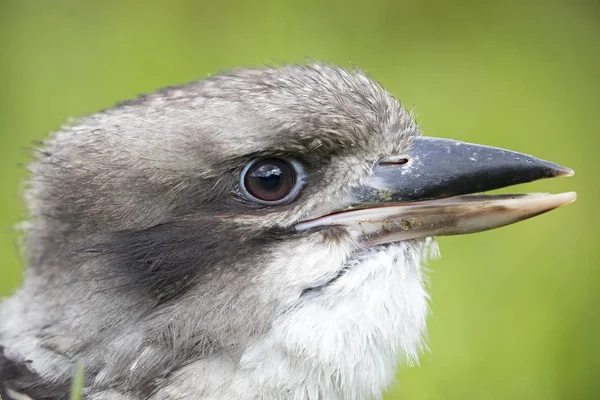 Закрыть Вид Красивую Птицу Кабурра — стоковое фото