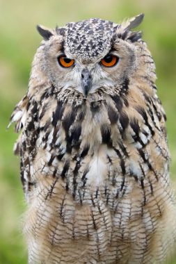 Şirin peçeli baykuş