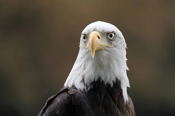 Nahaufnahme Des Amerikanischen Weißkopfseeadlers — Stockfoto