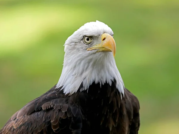 Vista Perto American Bald Eagle — Fotografia de Stock