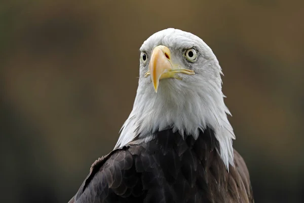 Vista Perto American Bald Eagle — Fotografia de Stock