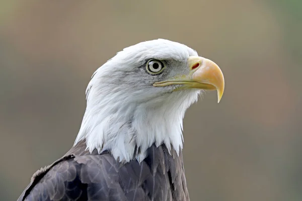 Nahaufnahme Des Amerikanischen Weißkopfseeadlers — Stockfoto