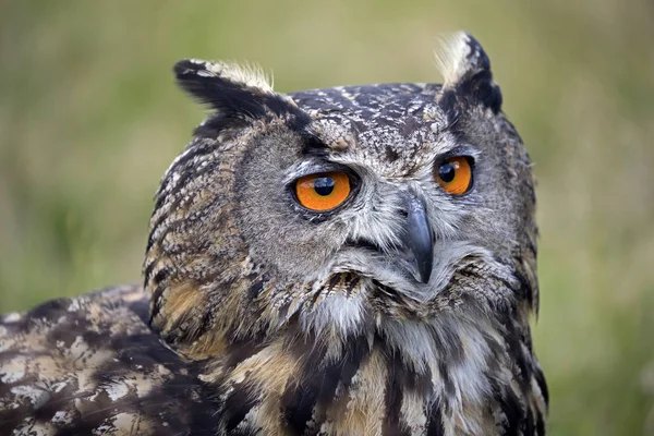 Schattig kerkuil — Stockfoto