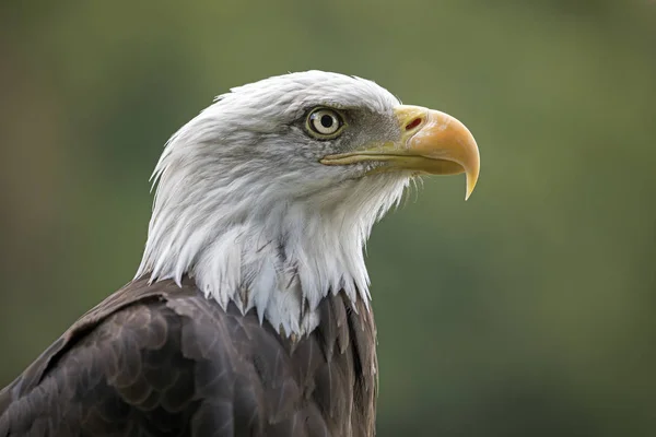 Zár Megjelöl Kilátás Amerikai Bald Eagle — Stock Fotó