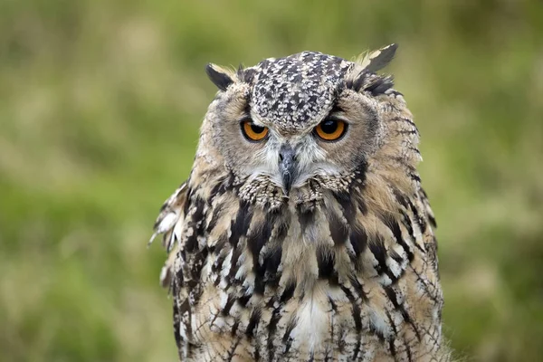 Schattig kerkuil — Stockfoto