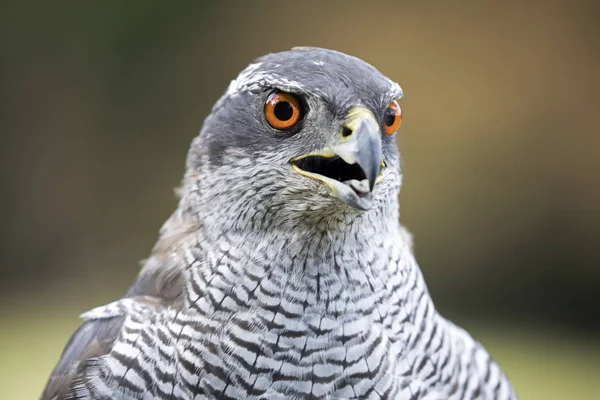 Volně žijících ptáků goshawk — Stock fotografie