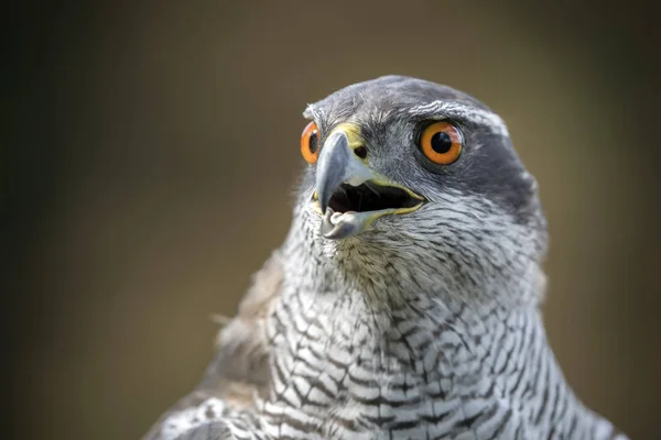 Yabani kuş çakır kuşu — Stok fotoğraf