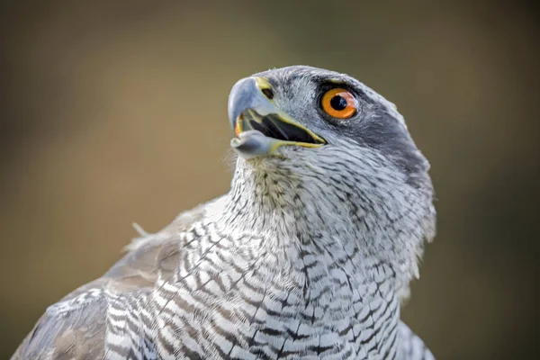 Volně žijících ptáků goshawk — Stock fotografie