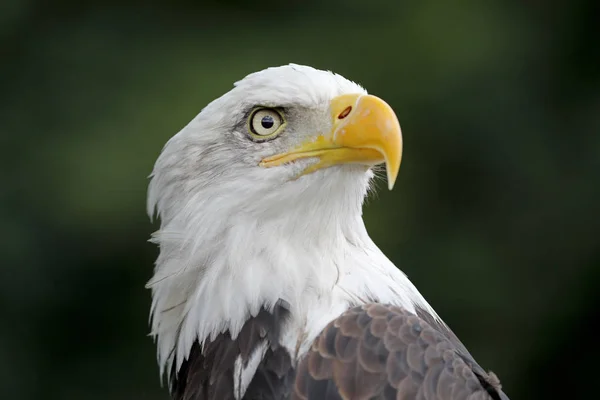 Vista Perto American Bald Eagle — Fotografia de Stock