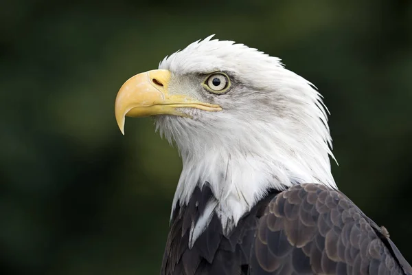 Zár Megjelöl Kilátás Amerikai Bald Eagle — Stock Fotó