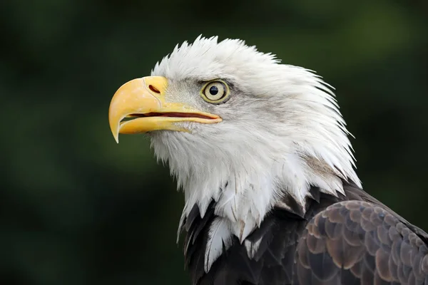 Stäng Upp American Bald Eagle — Stockfoto