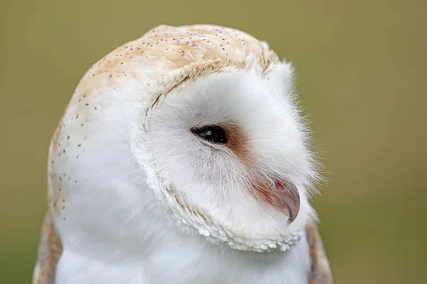 Schattig kerkuil — Stockfoto