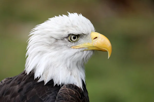 Nahaufnahme Des Amerikanischen Weißkopfseeadlers — Stockfoto