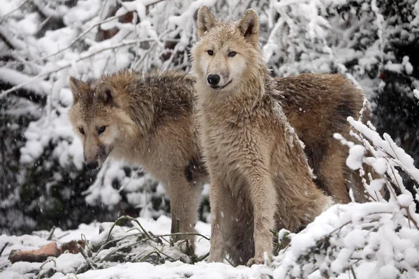 Wild Eurasian wolf — Stock Photo, Image