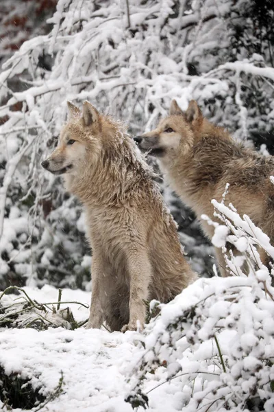 Dziki Wilk eurazjatycki — Zdjęcie stockowe