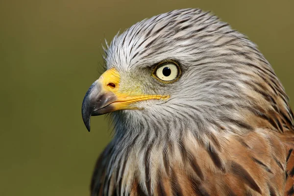 Gros Plan Oiseau Cerf Volant Rouge — Photo