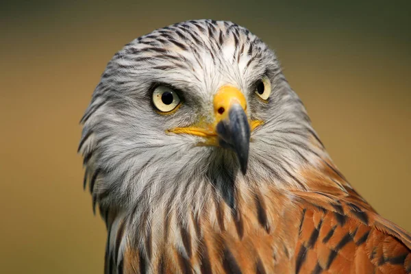 Close Red Kite Bird — Stock Photo, Image