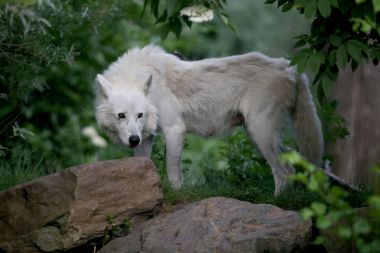Hudson Bay Wolf animal in nature habitat clipart