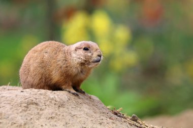 Çayır köpeği'ni hayvan doğa ortamlarında
