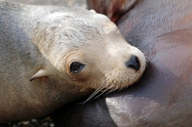 Deniz Aslanları yakın çekim portre
