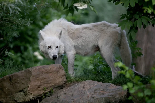 Hudson Bay Wolf Tier Natur Lebensraum — Stockfoto