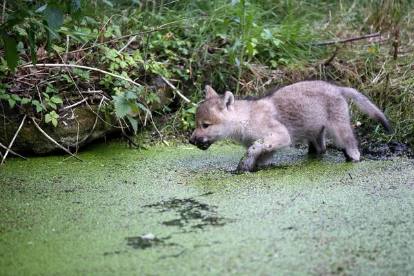 Wolf Hudson Bay Zwierząt Naturalnym Siedlisku Natura — Zdjęcie stockowe