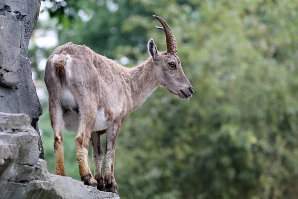 Animali Alpini Stambecco Nell Habitat Naturale — Foto Stock