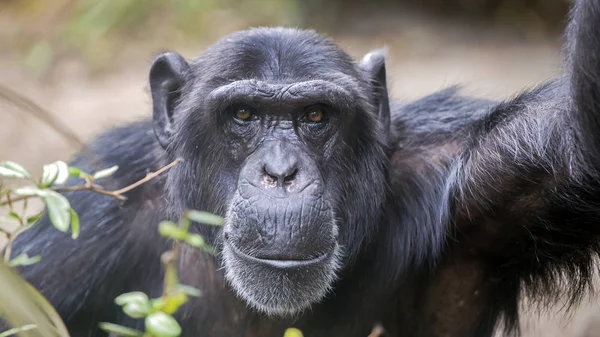Chimpancé Masculino Retrato Primer Plano —  Fotos de Stock