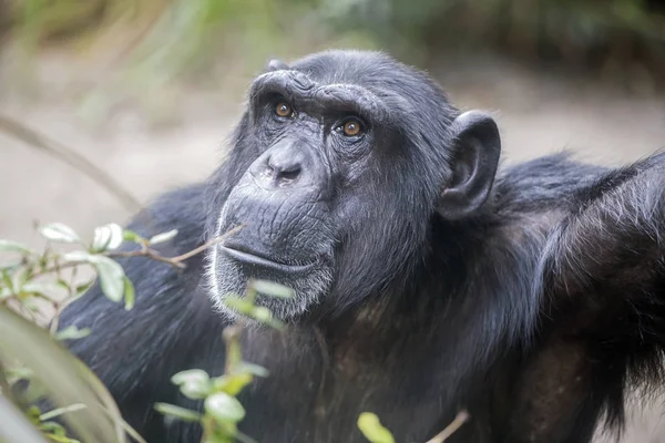 Masculino Chimpanzé Retrato Close — Fotografia de Stock