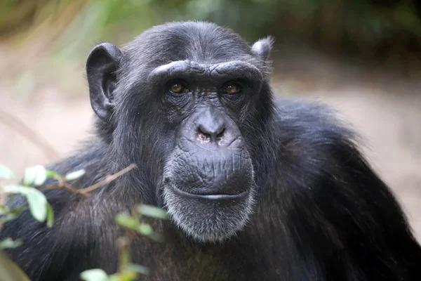 Чоловічий Шимпанзе Портрет Крупним Планом — стокове фото