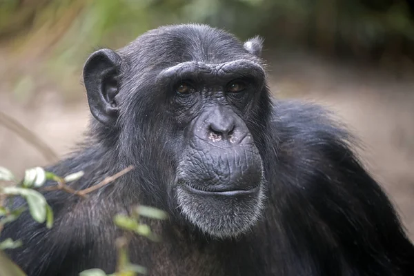 Porträt Eines Männlichen Schimpansen Großaufnahme — Stockfoto