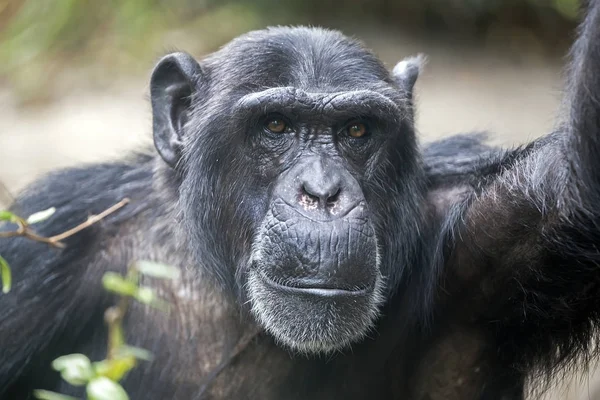 Male Chimpanzee Portrait Close — Stock Photo, Image