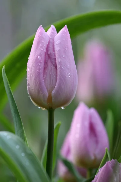 Zbliżenie Fioletowe Tulipany Mokre — Zdjęcie stockowe