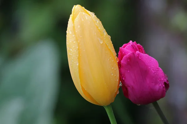 Close Yellow Pink Wet Tulips — Stock Photo, Image