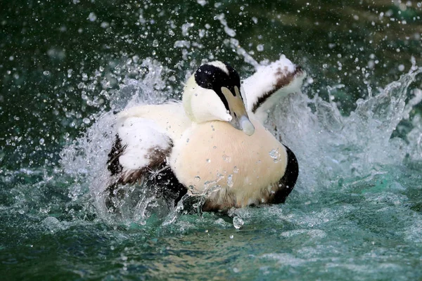 Ortak Eider Ördeği Gölde Yüzme — Stok fotoğraf