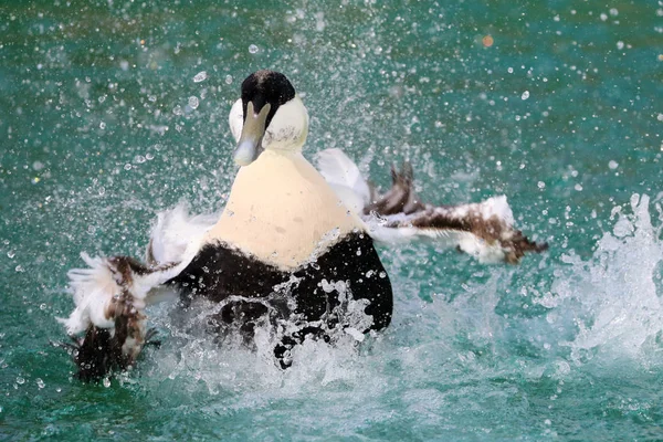 普通羽绒鸭在湖上游泳 — 图库照片