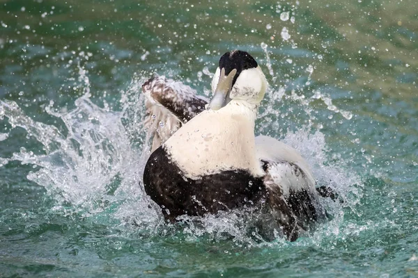 Ortak Eider Ördeği Gölde Yüzme — Stok fotoğraf