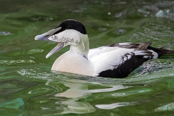 一般的な Eider アヒルの湖で水泳 — ストック写真