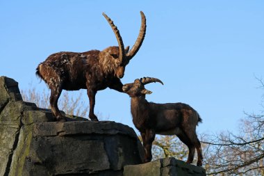 Alp dağ keçisi keçi mavi gökyüzü arka plan ile