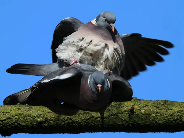 Common Wood Pigeons Sitting Branch — Stock Photo, Image