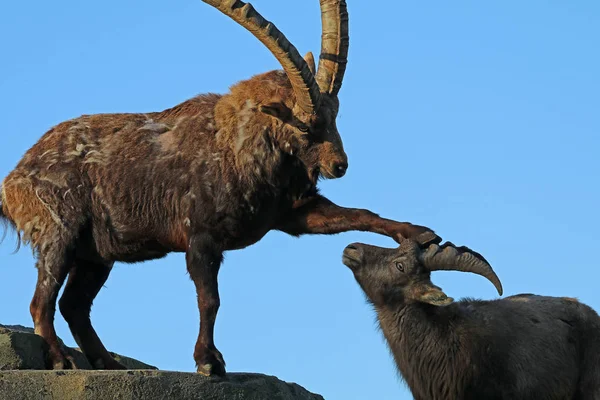 Alpine Ibex Goats Blue Sky Background — Stock Photo, Image