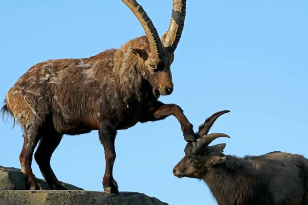Alpine Ibex Goats Blue Sky Background — Stock Photo, Image