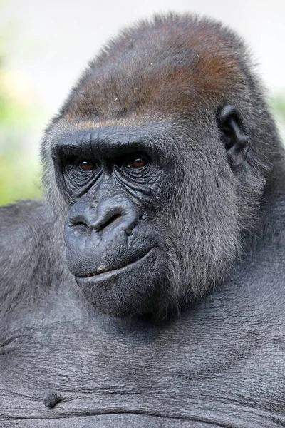 Gorillaweibchen Porträt Nahaufnahme — Stockfoto