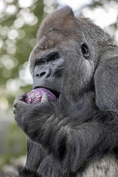 Gorillaweibchen Porträt Nahaufnahme — Stockfoto